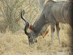 Suedafrika (124)